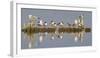 Montana, Red Rock Lakes, Franklyns Gulls and Ring Billed Gulls Roost-Elizabeth Boehm-Framed Premium Photographic Print