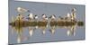 Montana, Red Rock Lakes, Franklyns Gulls and Ring Billed Gulls Roost-Elizabeth Boehm-Mounted Premium Photographic Print