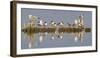 Montana, Red Rock Lakes, Franklyns Gulls and Ring Billed Gulls Roost-Elizabeth Boehm-Framed Photographic Print