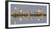 Montana, Red Rock Lakes, Franklyns Gulls and Ring Billed Gulls Roost-Elizabeth Boehm-Framed Photographic Print
