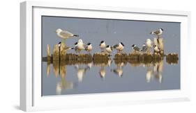 Montana, Red Rock Lakes, Franklyns Gulls and Ring Billed Gulls Roost-Elizabeth Boehm-Framed Photographic Print