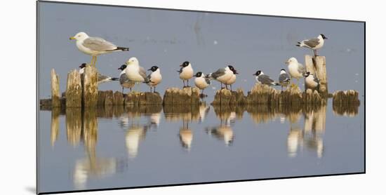 Montana, Red Rock Lakes, Franklyns Gulls and Ring Billed Gulls Roost-Elizabeth Boehm-Mounted Photographic Print