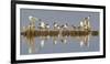 Montana, Red Rock Lakes, Franklyns Gulls and Ring Billed Gulls Roost-Elizabeth Boehm-Framed Photographic Print