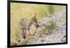 Montana, Red Rock Lakes National Wildlife Refuge, a Coyote Pup Holds a Clump of Grass in it's Mouth-Elizabeth Boehm-Framed Photographic Print