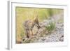 Montana, Red Rock Lakes National Wildlife Refuge, a Coyote Pup Holds a Clump of Grass in it's Mouth-Elizabeth Boehm-Framed Photographic Print