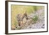 Montana, Red Rock Lakes National Wildlife Refuge, a Coyote Pup Holds a Clump of Grass in it's Mouth-Elizabeth Boehm-Framed Photographic Print