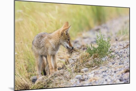 Montana, Red Rock Lakes National Wildlife Refuge, a Coyote Pup Holds a Clump of Grass in it's Mouth-Elizabeth Boehm-Mounted Photographic Print