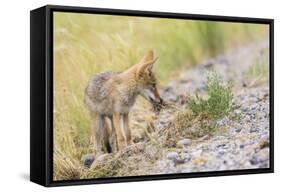 Montana, Red Rock Lakes National Wildlife Refuge, a Coyote Pup Holds a Clump of Grass in it's Mouth-Elizabeth Boehm-Framed Stretched Canvas