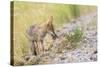 Montana, Red Rock Lakes National Wildlife Refuge, a Coyote Pup Holds a Clump of Grass in it's Mouth-Elizabeth Boehm-Stretched Canvas