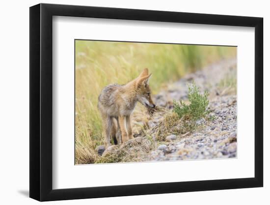 Montana, Red Rock Lakes National Wildlife Refuge, a Coyote Pup Holds a Clump of Grass in it's Mouth-Elizabeth Boehm-Framed Photographic Print