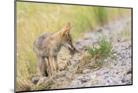 Montana, Red Rock Lakes National Wildlife Refuge, a Coyote Pup Holds a Clump of Grass in it's Mouth-Elizabeth Boehm-Mounted Photographic Print