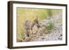 Montana, Red Rock Lakes National Wildlife Refuge, a Coyote Pup Holds a Clump of Grass in it's Mouth-Elizabeth Boehm-Framed Photographic Print