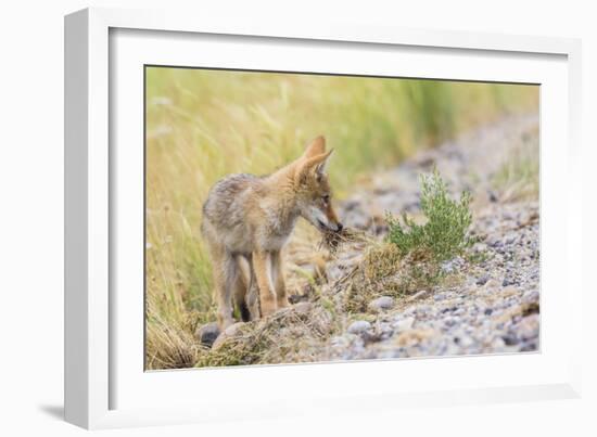 Montana, Red Rock Lakes National Wildlife Refuge, a Coyote Pup Holds a Clump of Grass in it's Mouth-Elizabeth Boehm-Framed Photographic Print