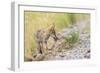 Montana, Red Rock Lakes National Wildlife Refuge, a Coyote Pup Holds a Clump of Grass in it's Mouth-Elizabeth Boehm-Framed Photographic Print