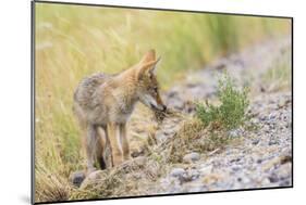 Montana, Red Rock Lakes National Wildlife Refuge, a Coyote Pup Holds a Clump of Grass in it's Mouth-Elizabeth Boehm-Mounted Photographic Print