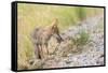 Montana, Red Rock Lakes National Wildlife Refuge, a Coyote Pup Holds a Clump of Grass in it's Mouth-Elizabeth Boehm-Framed Stretched Canvas
