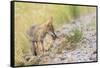 Montana, Red Rock Lakes National Wildlife Refuge, a Coyote Pup Holds a Clump of Grass in it's Mouth-Elizabeth Boehm-Framed Stretched Canvas