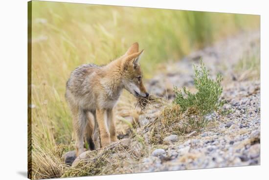 Montana, Red Rock Lakes National Wildlife Refuge, a Coyote Pup Holds a Clump of Grass in it's Mouth-Elizabeth Boehm-Stretched Canvas