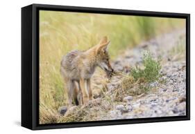 Montana, Red Rock Lakes National Wildlife Refuge, a Coyote Pup Holds a Clump of Grass in it's Mouth-Elizabeth Boehm-Framed Stretched Canvas