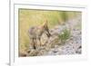 Montana, Red Rock Lakes National Wildlife Refuge, a Coyote Pup Holds a Clump of Grass in it's Mouth-Elizabeth Boehm-Framed Photographic Print