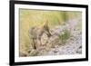 Montana, Red Rock Lakes National Wildlife Refuge, a Coyote Pup Holds a Clump of Grass in it's Mouth-Elizabeth Boehm-Framed Photographic Print