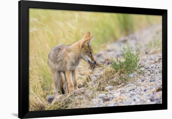 Montana, Red Rock Lakes National Wildlife Refuge, a Coyote Pup Holds a Clump of Grass in it's Mouth-Elizabeth Boehm-Framed Photographic Print