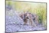 Montana, Red Rock Lakes National Wildlife Refuge, Two Coyote Pups Play with a Clump of Grass-Elizabeth Boehm-Mounted Photographic Print