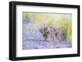 Montana, Red Rock Lakes National Wildlife Refuge, Two Coyote Pups Play with a Clump of Grass-Elizabeth Boehm-Framed Photographic Print