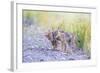 Montana, Red Rock Lakes National Wildlife Refuge, Two Coyote Pups Play with a Clump of Grass-Elizabeth Boehm-Framed Photographic Print