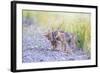 Montana, Red Rock Lakes National Wildlife Refuge, Two Coyote Pups Play with a Clump of Grass-Elizabeth Boehm-Framed Photographic Print