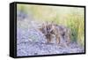 Montana, Red Rock Lakes National Wildlife Refuge, Two Coyote Pups Play with a Clump of Grass-Elizabeth Boehm-Framed Stretched Canvas