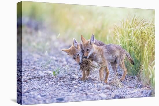 Montana, Red Rock Lakes National Wildlife Refuge, Two Coyote Pups Play with a Clump of Grass-Elizabeth Boehm-Stretched Canvas