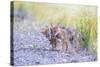 Montana, Red Rock Lakes National Wildlife Refuge, Two Coyote Pups Play with a Clump of Grass-Elizabeth Boehm-Stretched Canvas