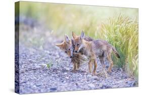 Montana, Red Rock Lakes National Wildlife Refuge, Two Coyote Pups Play with a Clump of Grass-Elizabeth Boehm-Stretched Canvas