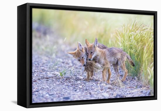 Montana, Red Rock Lakes National Wildlife Refuge, Two Coyote Pups Play with a Clump of Grass-Elizabeth Boehm-Framed Stretched Canvas