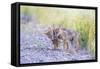 Montana, Red Rock Lakes National Wildlife Refuge, Two Coyote Pups Play with a Clump of Grass-Elizabeth Boehm-Framed Stretched Canvas