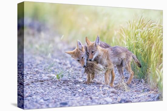 Montana, Red Rock Lakes National Wildlife Refuge, Two Coyote Pups Play with a Clump of Grass-Elizabeth Boehm-Stretched Canvas