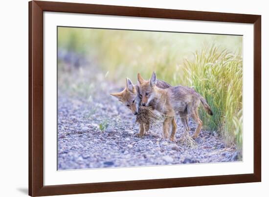 Montana, Red Rock Lakes National Wildlife Refuge, Two Coyote Pups Play with a Clump of Grass-Elizabeth Boehm-Framed Photographic Print