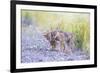 Montana, Red Rock Lakes National Wildlife Refuge, Two Coyote Pups Play with a Clump of Grass-Elizabeth Boehm-Framed Photographic Print
