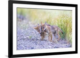 Montana, Red Rock Lakes National Wildlife Refuge, Two Coyote Pups Play with a Clump of Grass-Elizabeth Boehm-Framed Photographic Print