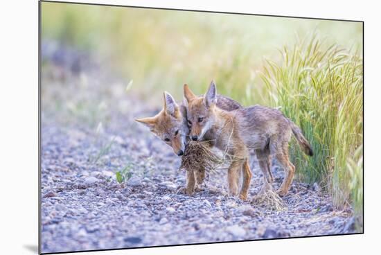 Montana, Red Rock Lakes National Wildlife Refuge, Two Coyote Pups Play with a Clump of Grass-Elizabeth Boehm-Mounted Photographic Print