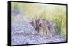 Montana, Red Rock Lakes National Wildlife Refuge, Two Coyote Pups Play with a Clump of Grass-Elizabeth Boehm-Framed Stretched Canvas