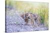 Montana, Red Rock Lakes National Wildlife Refuge, Two Coyote Pups Play with a Clump of Grass-Elizabeth Boehm-Stretched Canvas