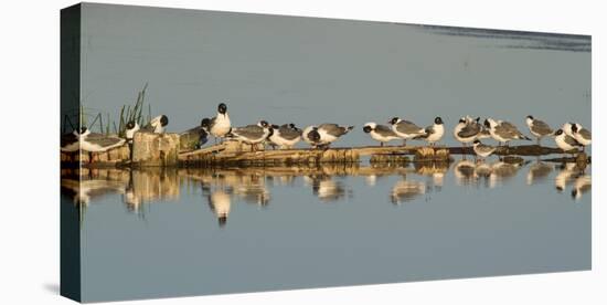 Montana, Red Rock Lakes Nwr, Franklyns Gulls and One Foresters Tern-Elizabeth Boehm-Stretched Canvas