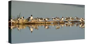 Montana, Red Rock Lakes Nwr, Franklyns Gulls and One Foresters Tern-Elizabeth Boehm-Stretched Canvas