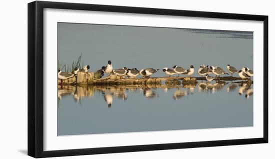Montana, Red Rock Lakes Nwr, Franklyns Gulls and One Foresters Tern-Elizabeth Boehm-Framed Photographic Print
