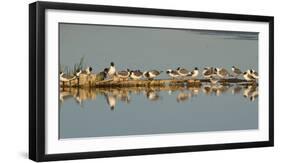 Montana, Red Rock Lakes Nwr, Franklyns Gulls and One Foresters Tern-Elizabeth Boehm-Framed Photographic Print