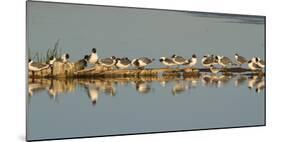 Montana, Red Rock Lakes Nwr, Franklyns Gulls and One Foresters Tern-Elizabeth Boehm-Mounted Photographic Print