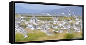 Montana, Red Rock Lakes Nwr, Franklyns Gulls Blurred in Flight-Elizabeth Boehm-Framed Stretched Canvas
