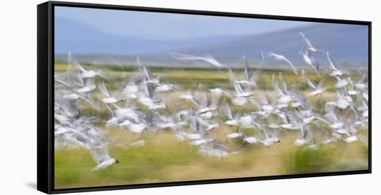 Montana, Red Rock Lakes Nwr, Franklyns Gulls Blurred in Flight-Elizabeth Boehm-Framed Stretched Canvas